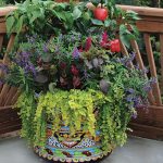 container gardening - bonnie plants LOYNTZE