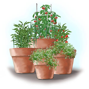 container gardening - bonnie plants WQVYASB