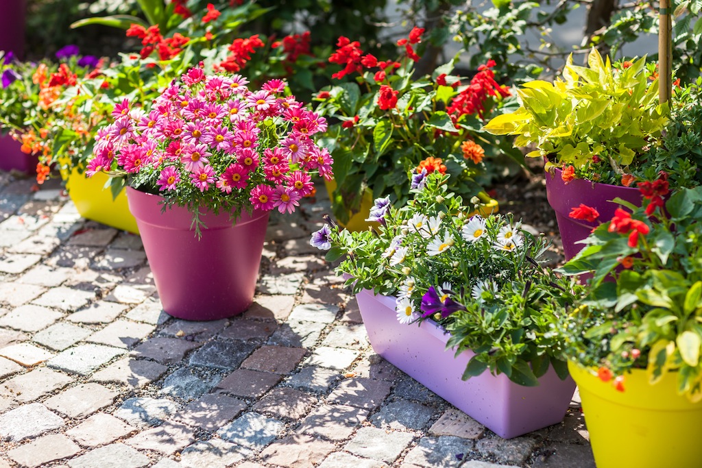container gardening flower pots DPHWBTV