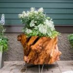 container gardening how to make a planter out of a recycled tree stump 18 photos KKZXXFS