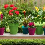 garden pots and planters TKQOVKO