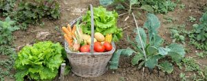 home garden vegetable basket XOHSDEQ