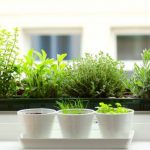 indoor herb garden herbs for indoor garden UYXNHWP