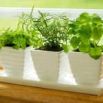 indoor herb garden how to grow herbs indoors - bonnie plants CSLYPEE