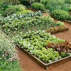 kitchen garden testing and fixing your soil EGPMAXD