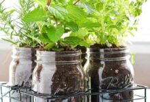mason jar diy herb garden | fun and easy indoor herb garden ideas IWYFLXR