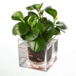 plant pots aliexpress.com : buy 1piece clear tube plant pot / flower pot self watering  planter fish tank IFXLQNP