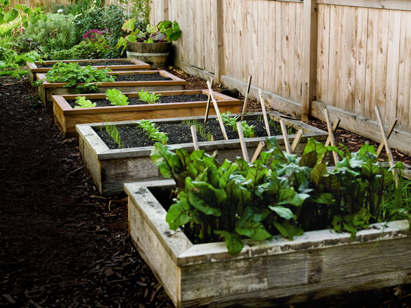 raised bed garden here are tips on planning, building, protecting and irrigating raised bed  gardens. URBODOH