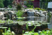 water gardens water garden in ohio? call pond wiser at 330-833-frog BKWGANO