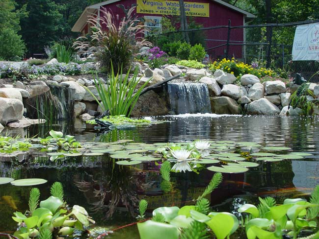 water gardens water garden in ohio? call pond wiser at 330-833-frog BKWGANO