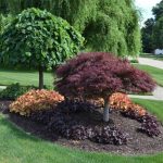 12 cheap landscaping ideas - budget-friendly landscape tips for front yard  and DGCVHQZ