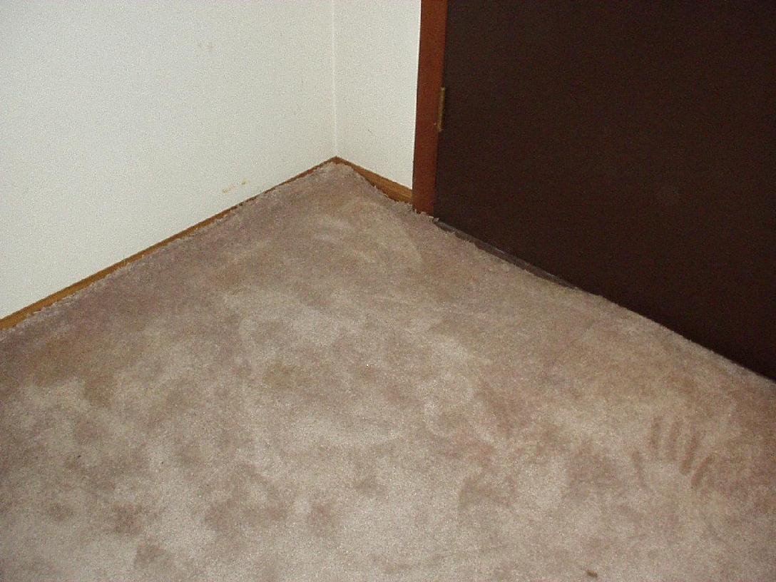 high quality carpets odorxit case stud1 UIUNJOQ