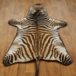 zebra rugs new zebra rug in african juvenile mount 17279 the taxidermy store  decorations JEFZWZJ