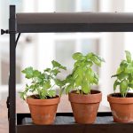 Best Herbs for Growing Indoors | Gardener's Supply