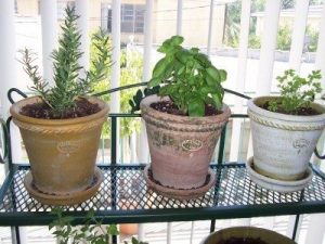 Growing Herbs Indoors: How To Grow Herbs Indoors