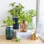 Mason Jar Indoor Herb Garden | Hydroponic Grow Kit | UncommonGoods