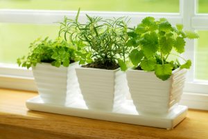 How to Grow Herbs Indoors u2013 Bonnie Plants